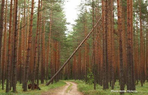 Estonian forest politics in 2020: conflict intensifies