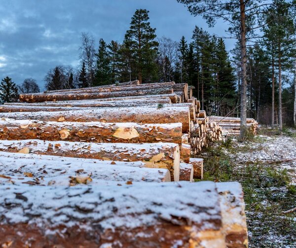 EU independent science body criticises European inconsistency in climate policy and forests