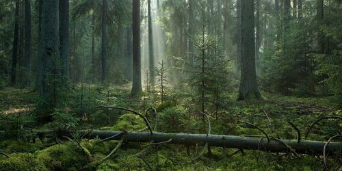Forest Watch 282 - February 2023