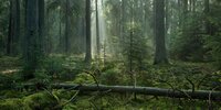 Forest Watch 282 - February 2023