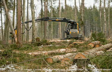 Bioenergy: the Achilles Heel of the EU 2050 decarbonisation vision
