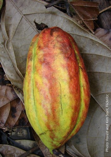 Cocoa: why the European Union must act now to eliminate deforestation and child labour from the chocolate we love