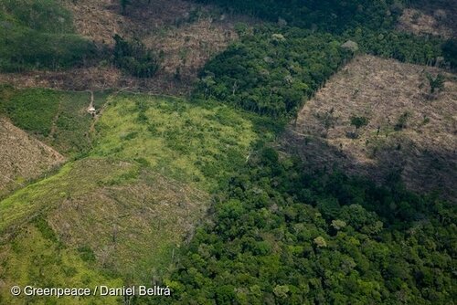 As the Amazon burns and global deforestation accelerates, only unified international action can save the world’s forests