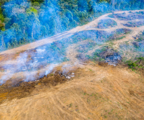 EU Parliament EUDR vote: A make-or-break moment for global forests