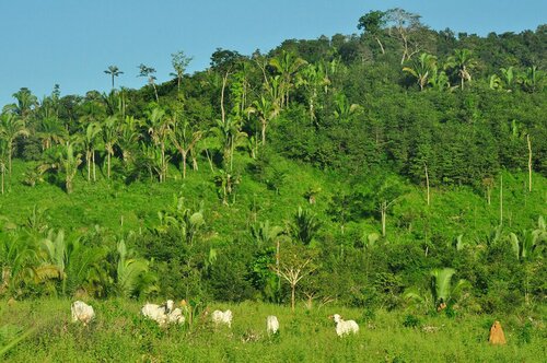 How can the European Union ensure that its trade doesn't cause more deforestation?
