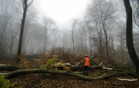 European forests
