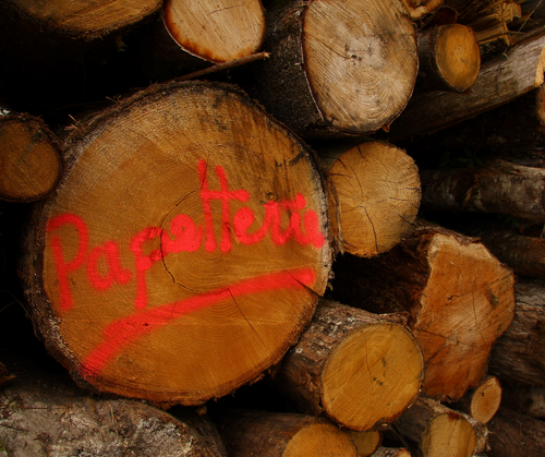 EU: Undoing climate policy and pulping forests