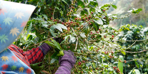 Forest Watch 301 - December 2024