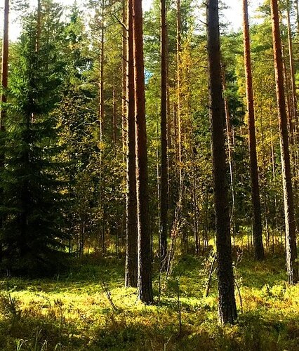 Finland endangers climate leadership position in EU