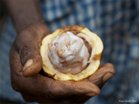 Humane chocolate: Companies and other stakeholders push for binding legislation