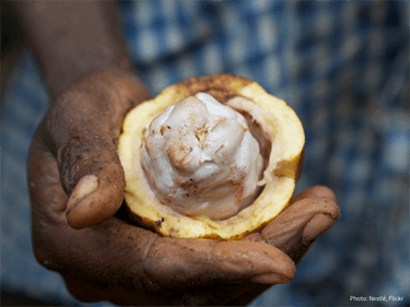 Humane chocolate: Companies and other stakeholders push for binding legislation