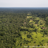 Huge illegal forest trade deal in Democratic Republic of Congo: urgent EU action is required