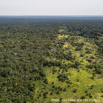 Huge illegal forest trade deal in Democratic Republic of Congo: urgent EU action is required