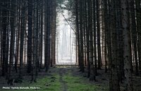 Hungarian Constitutional Court’s landmark ruling is a blow to intensive forest management practices