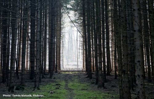Hungarian Constitutional Court’s landmark ruling is a blow to intensive forest management practices
