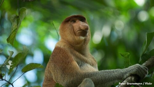 EU-Japan free trade deal threatens the fight for legal timber