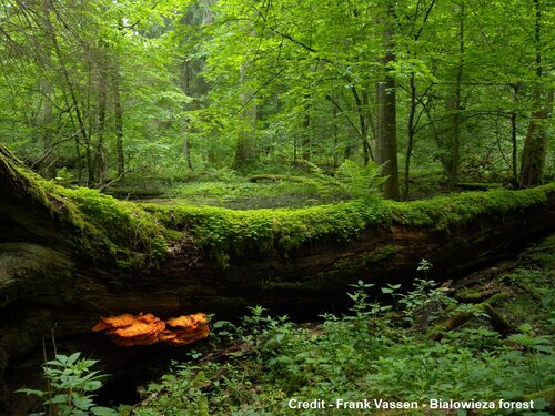 Biodiversity strategy: the European Commission lays the path for a greener future in the wake of COVID-19