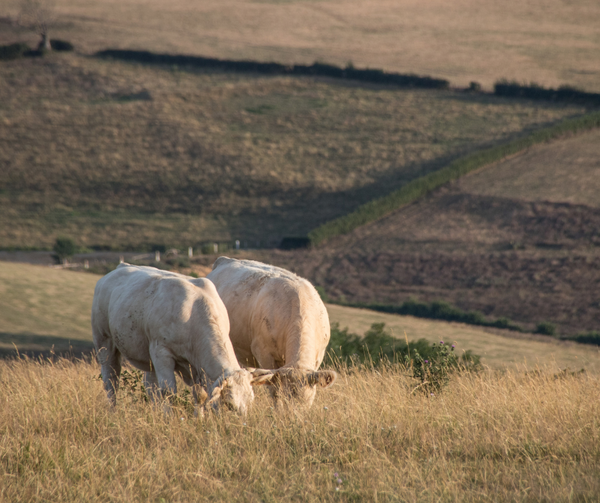 Livestock Strategy and Protein Action Plan: Correct diagnosis – but no cure prescribed