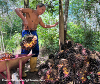 What is the EU Deforestation Regulation and why is it controversial?