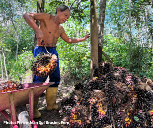 Palm oil smallholder in Indonesia