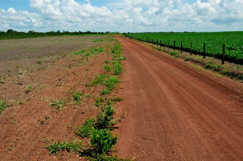 Op ed from Swedish NGOs about the EU's law to tackle deforestation