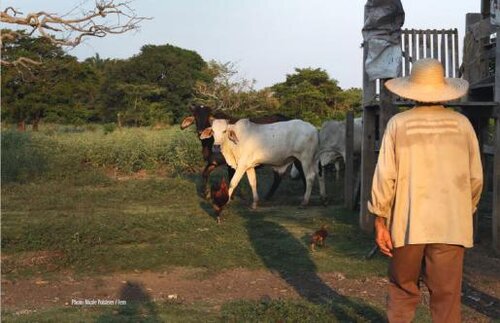How local rights can halt global wrongs: the legal path to sustainable farming in Brazil