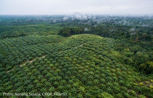Webinaires sur les consultations de l'UE et du Royaume-Uni sur les propositions de réglementation visant à mettre fin à la déforestation