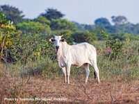 EU-Mercosur deal increasingly under fire