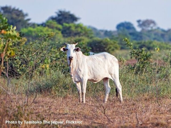 EU-Mercosur deal increasingly under fire