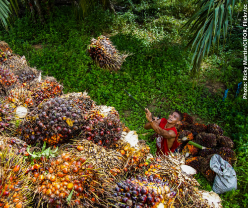 EU should support national civil society call to strengthen Indonesian palm oil expansion moratorium
