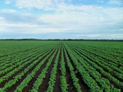The EU’s hunger for soy is causing destruction in Brazil. Here’s how it can be stopped.