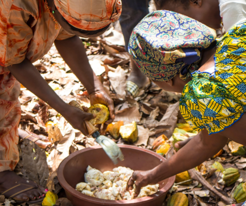 Tackling cocoa-driven deforestation through collaboration