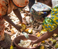 Tackling cocoa-driven deforestation through collaboration