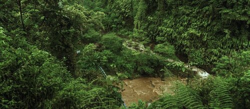 Forest Watch 248 - September 2019