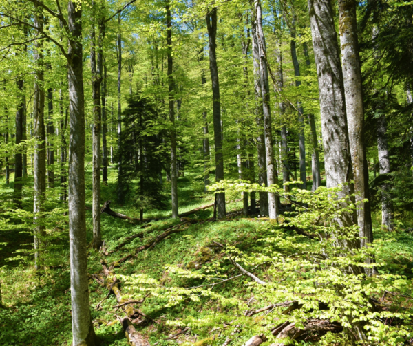 IUFRO’s thought-provoking review of forest governance trends, and how to improve them