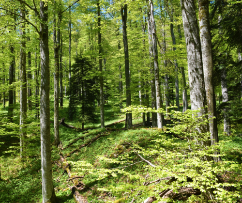 IUFRO’s thought-provoking review of forest governance trends, and how to improve them