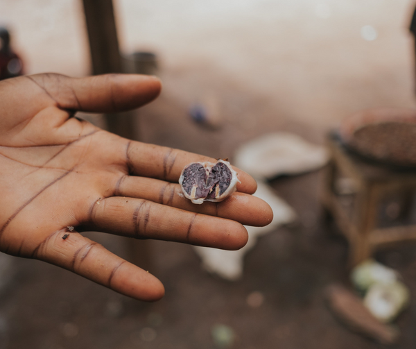 As cocoa farmers suffer yet another “boom and bust” price cycle, EUDR and Schedule 17 could help