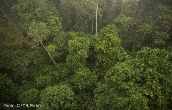 What is on the EU’s to-do list for forests next year?