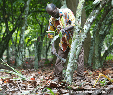 Chocolate companies and MEPs call for EU due diligence regulation