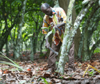 Chocolate companies and MEPs call for EU due diligence regulation