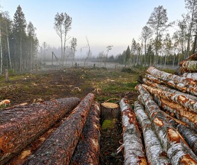 Swedish forests suddenly decrease the amount of carbon dioxide they can absorb