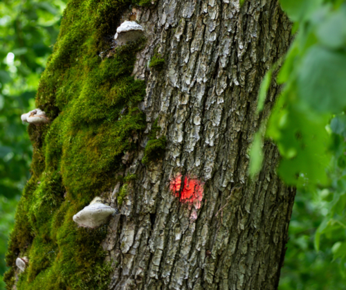 Financing Europe's forest restoration