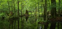 Improving gender justice in forest policy 