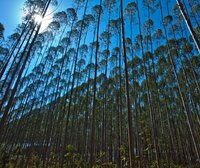 The Commission is poised to support carbon-offsetting despite new evidence of its flaws