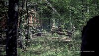 Forest Watch 267 - July 2021