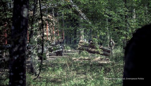 Forest Watch 267 - July 2021