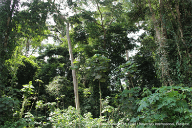 Beyond Sibiu. Here's why EU leaders must think about forests.