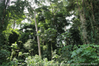 Beyond Sibiu. Here's why EU leaders must think about forests.