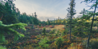 Forest Watch 297 - July 2024