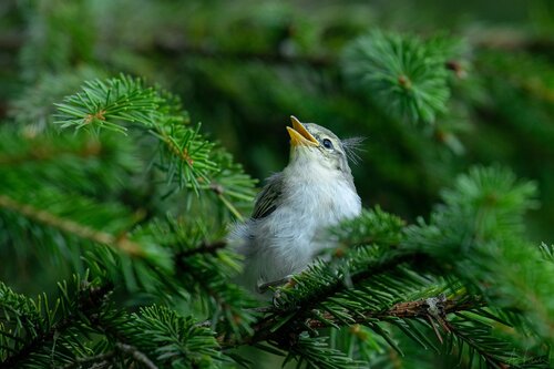 Estonian Forest NGOs under pressure after challenging government forestry decision